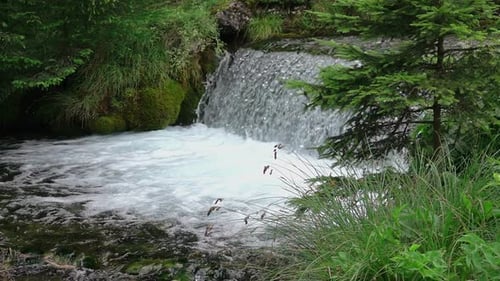 Forest River mit Wasserfall