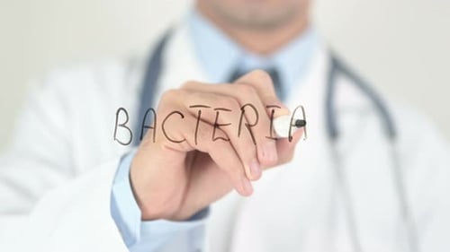 Bacteria