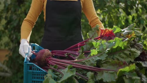 Happy Woman Farmer Holds Box Full Of Ripe Vegetables