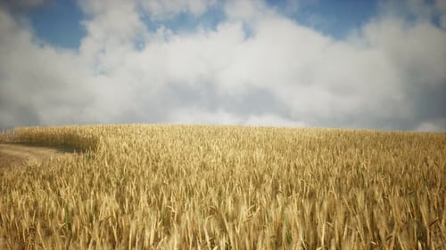 Ripe Yellow Rye Field Under Beautiful Summer Sunset Sky with Clouds