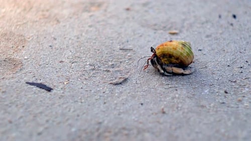 Hermit crab on sand beach