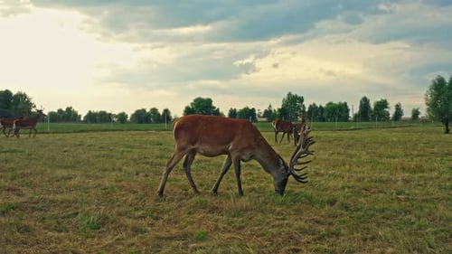 Deer Wild Animal Horse Nature Wildlife Green Roe Crowd Run