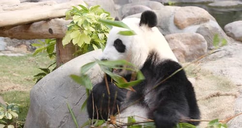 Giant Panda Munching on Bamboo in Natural Habitat