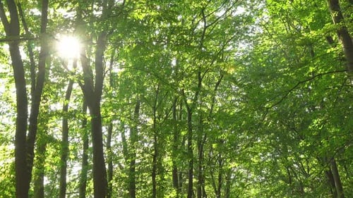 Sunlight Streaming Through a Lush Green Forest