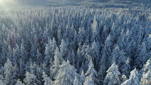 Aerial View of the Snow-covered Spruce Forest