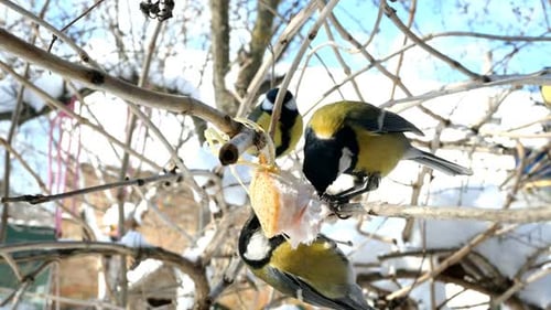 Les oiseaux affamés, mésange charbonnière ou parus major picorent du saindoux suspendu à une branche dans le jardin