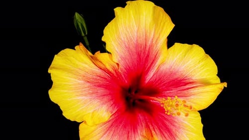 Yellow Hibiscus Close Its Flower in Time Lapse. Blooming Red Plant on a Black Background Wilting