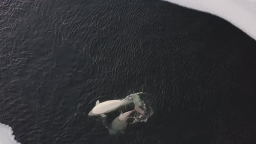 Two White Whales Delphinapterus Leucas Dive Underwater Among Ice Floes
