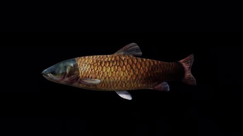 Amur Fish View From Side