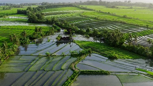 Aerial View At Rice Terraces Full Of Water In Deep Jungle, Bali, Indonesia. Grass Is Green And Juicy