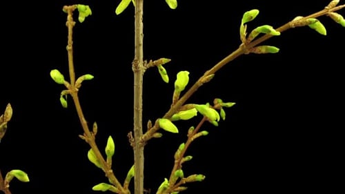 Délai d'ouverture des fleurs de forsythia