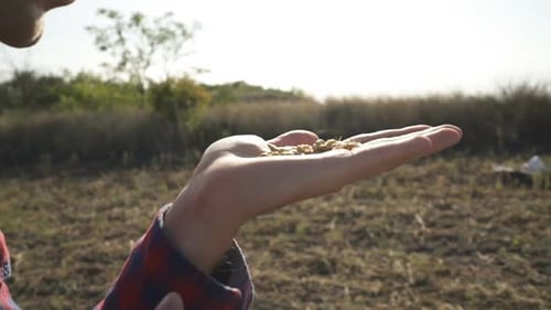 Young Farmer Walking in a Soybean Field and Examining Crop.