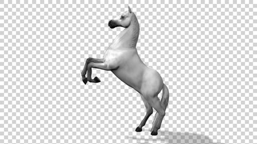 Horse Standing On Hind Legs Side View