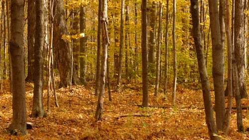 Leaves rustling and falling in a warm uninhabited green forest.