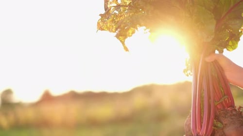 Femme tenant un bouquet de jeunes betteraves