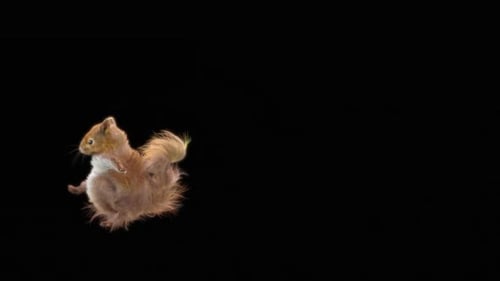 Realistic Animated Squirrel Running and Jumping with Alpha Channel