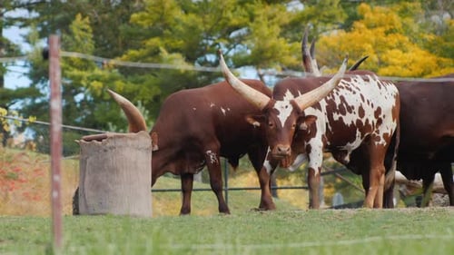 African Cows with Large Horns Cattle of Kings