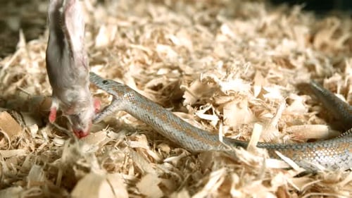 Snake Eating a Mouse