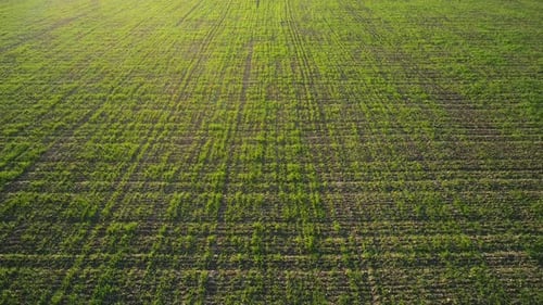 Ansicht von oben auf grünes Landfeld mit Reihenlinien, Agrarkonzept