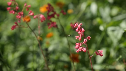 Colorful garden flower close-up 4K 2160p 30fps UltraHD footage - Heuchera sanguinea Coral Forest and