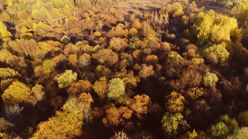 Colorful Autumn Forest Wood