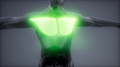 3D Human Anatomy Animation of Pectoral Muscles