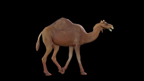 Camel Walk