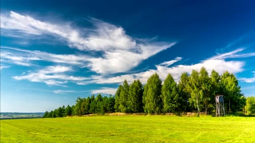 Forest meadow.