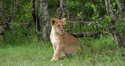 Afrikanischer Löwe, Panthera-Löwe, Jungtier, Masai Mara Park in Kenia, Echtzeit 4K