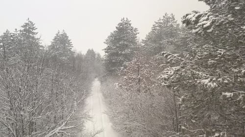 Snowed forest path by morning 4K drone footage