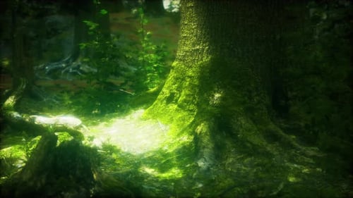 Tree Roots and Sunshine in a Green Forest