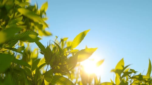 Grüne Wildkräuter winken gegen die Morgensonne