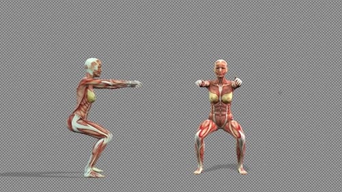 3D Female Anatomy Model Performing Squat Exercise Animation