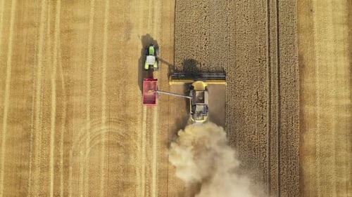 Harvester Harvests Wheat Crop On Field