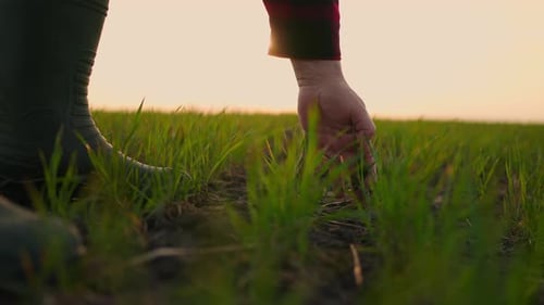 Farmer Touches Crops in Field at Sunset