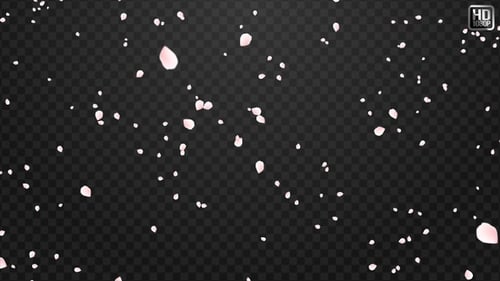 Falling Pink Petals Flat Design Overlay Loop