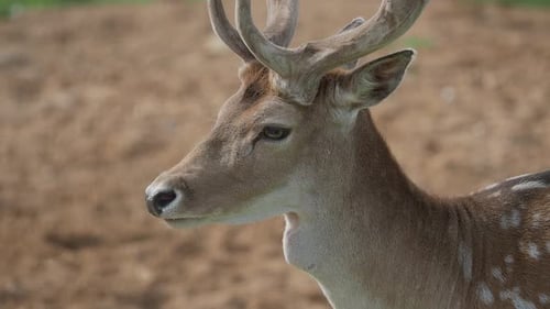 Close Up Portrait of Fallow Deer. Dama Dama, Ruminant Mammal,