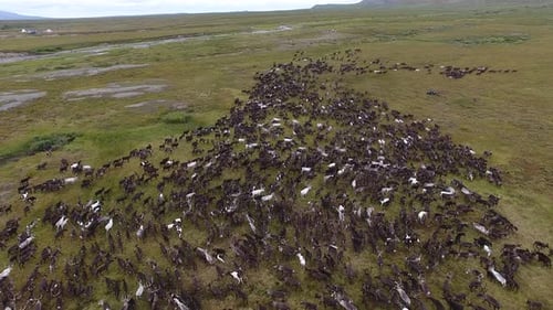 Herd Of Reindeer Running On Tundra