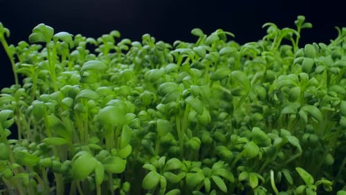 Close Up of Green Plants Against Black Background