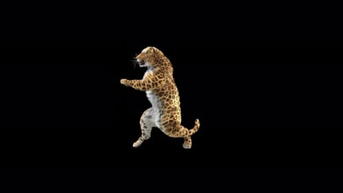 Leopard Dancing 4K