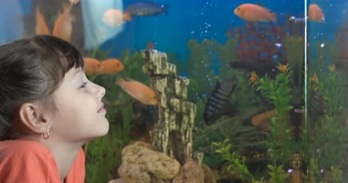 Girl Watching Orange Fish Swim in Aquarium