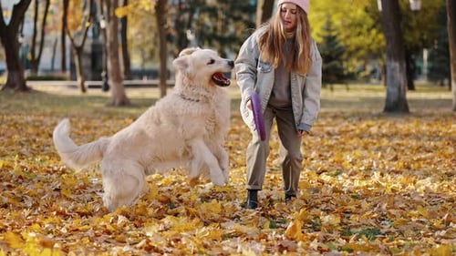 Cute Dog Catching Rubber Circle Playing in Autumn Park with Lady Owner and Running Slow Motion