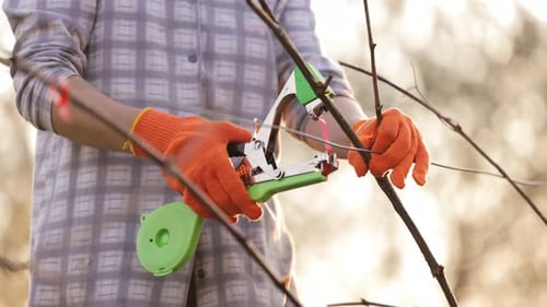 Person tying branches on a tree