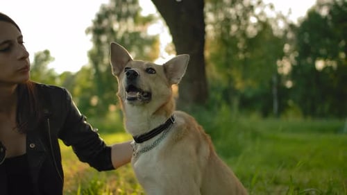 Woman Pets Dog in Golden Sunlight Park Scene