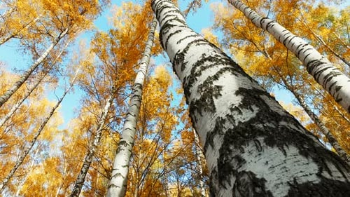 Fallende Blätter von einer Birke im Herbstwald
