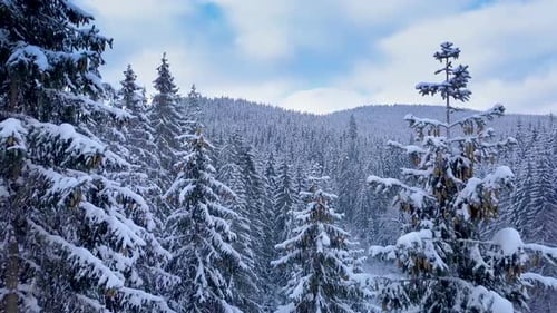 Flying in the Winter Forest