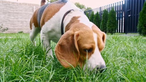 Beagle Smelling on Green Lawn, Close Up