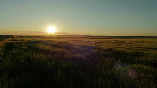 Field in the evening