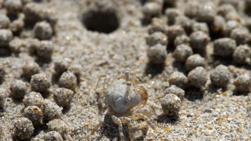 Sand Bubbler Crab
