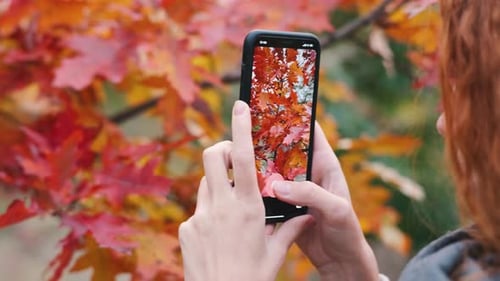 Junge schöne Frau im Herbstwald fotografiert mit Smartphone